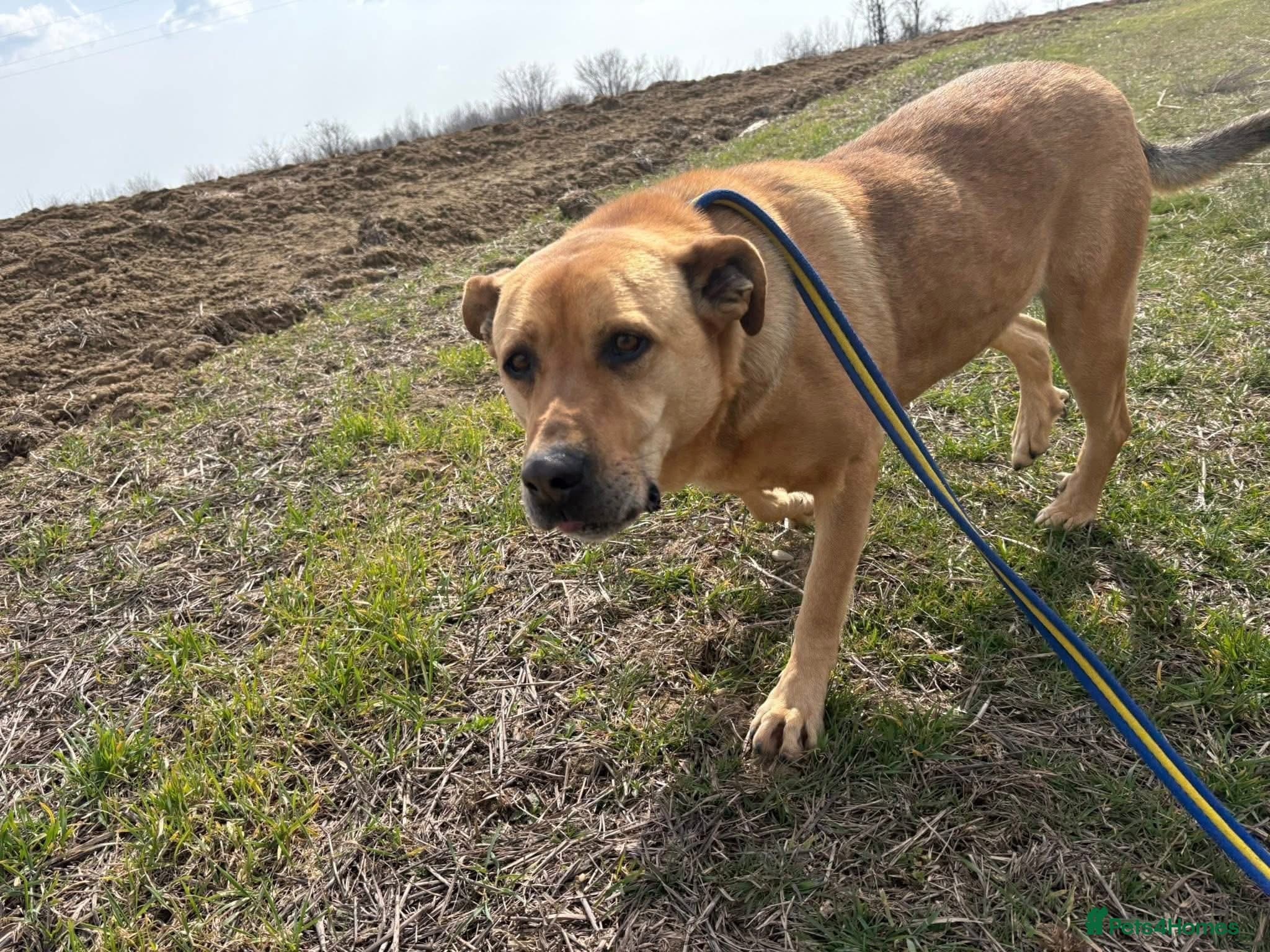 Thor - Dereham Norfolk photo 20