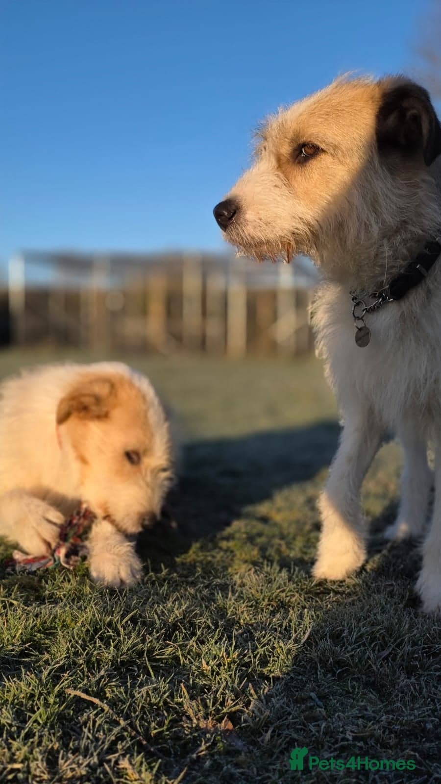 Hershey & Harley π still Waiting photo 18