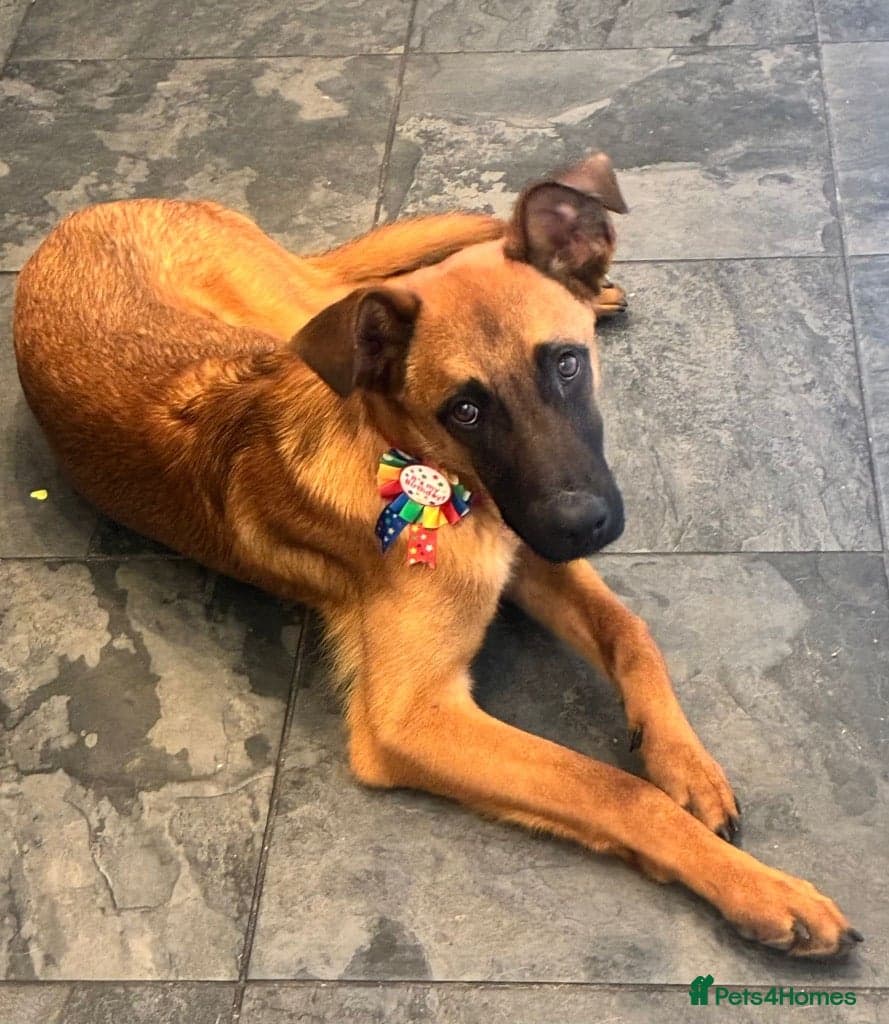 Dakis — Mixed Breed