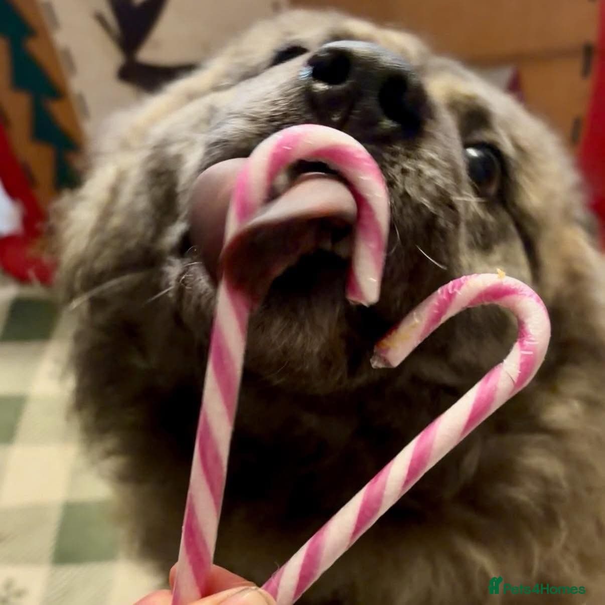 Luna Chow π photo 7