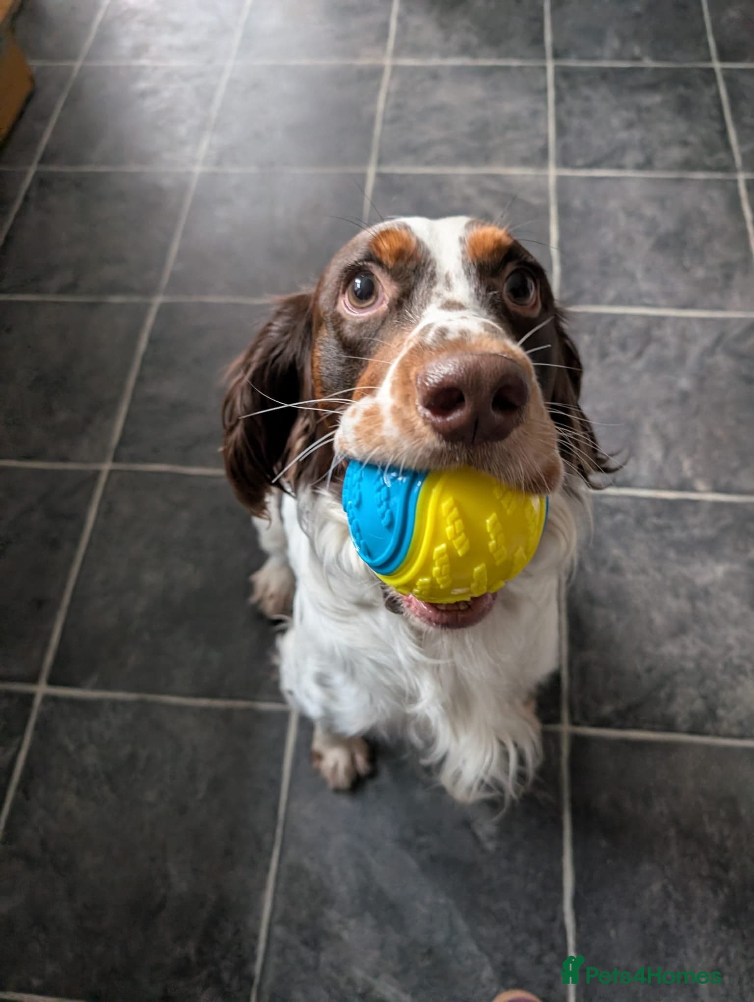 Tommy💙all heart, all energy, photo 7