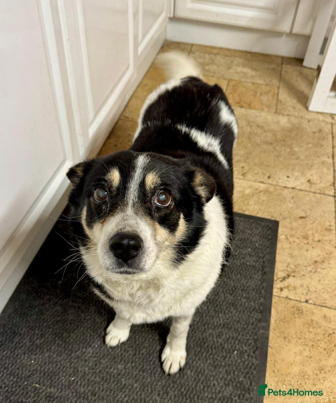 Tina — Mixed Breed