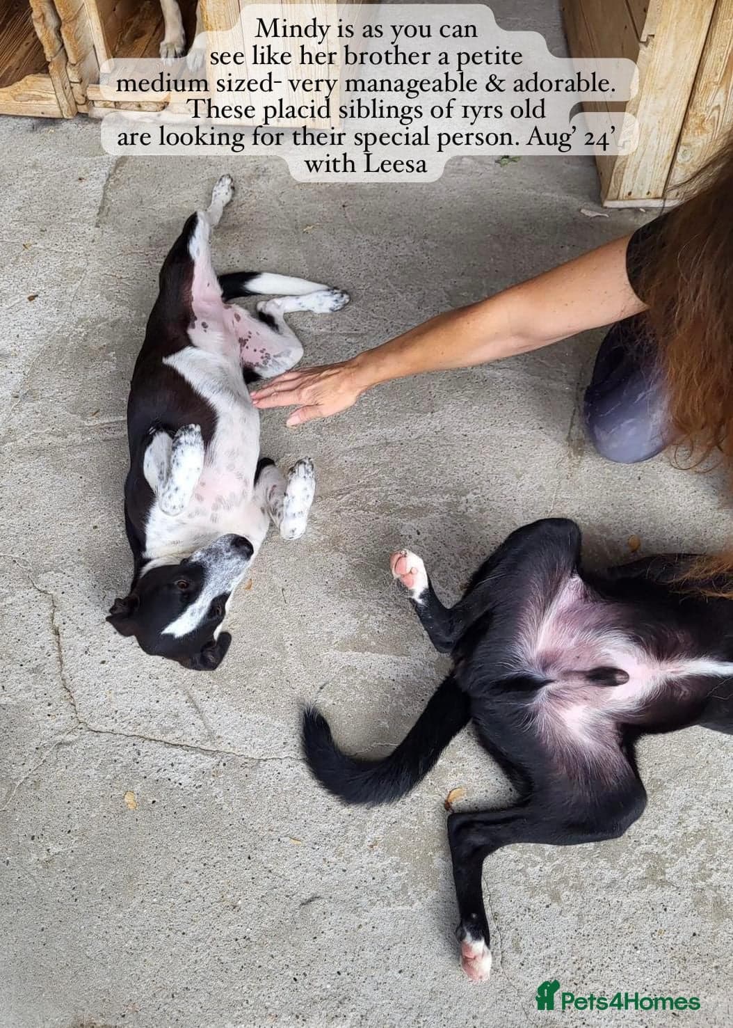 Pretty Mindy. Reserved STC. photo 17