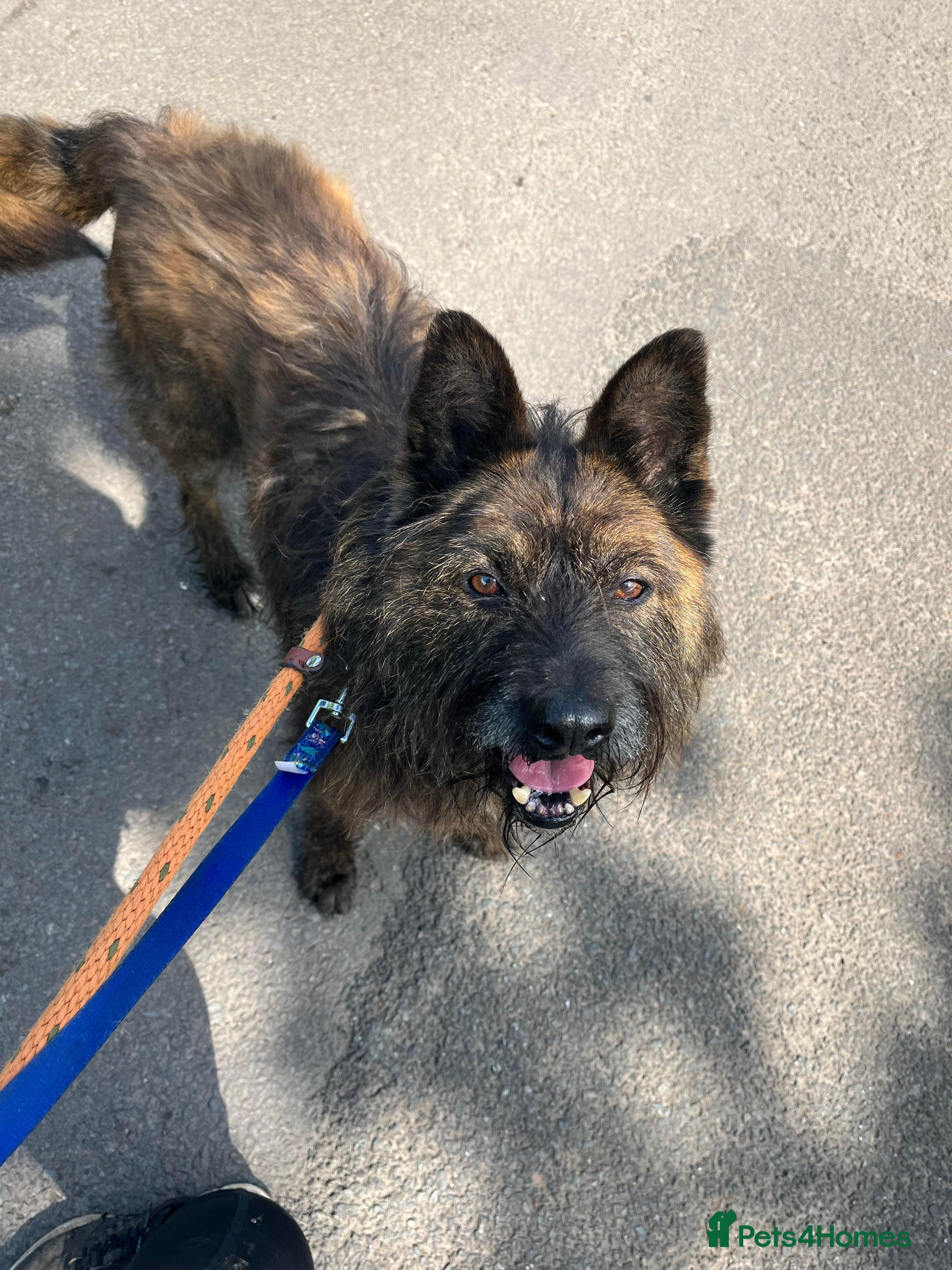 Meet Aran, currently residing in Cheshire photo 11