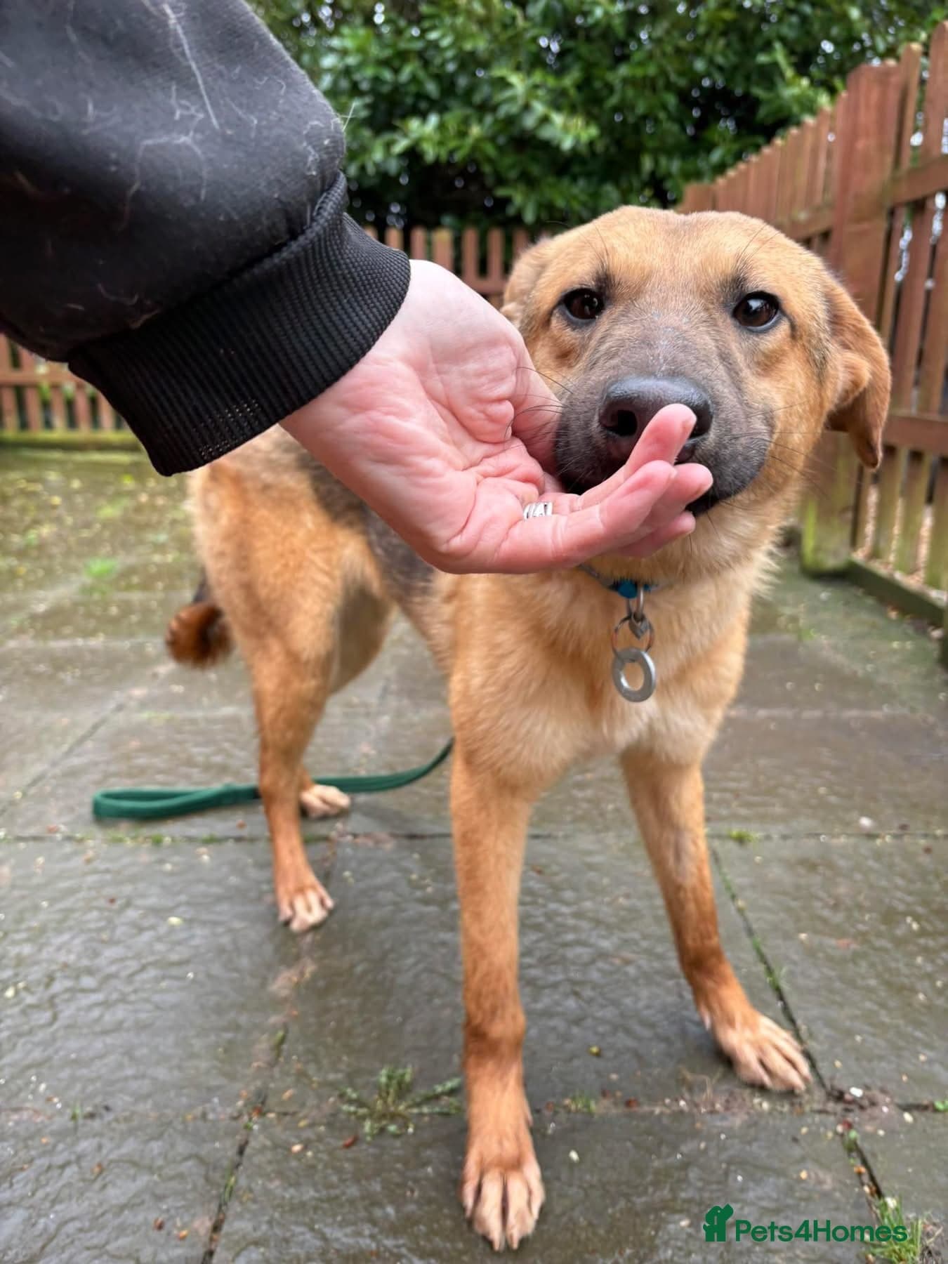 Dylan - Norwich Norfolk photo 7