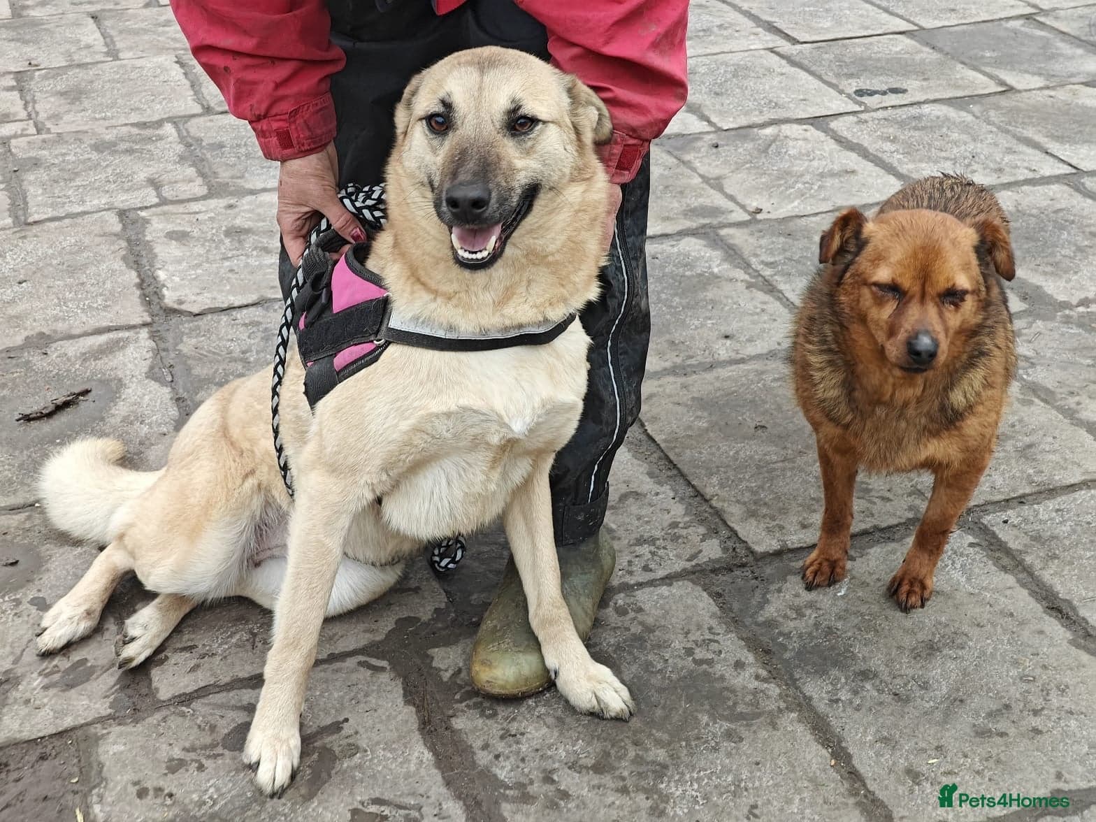 ๏ธ๐ถ stacy photo 3