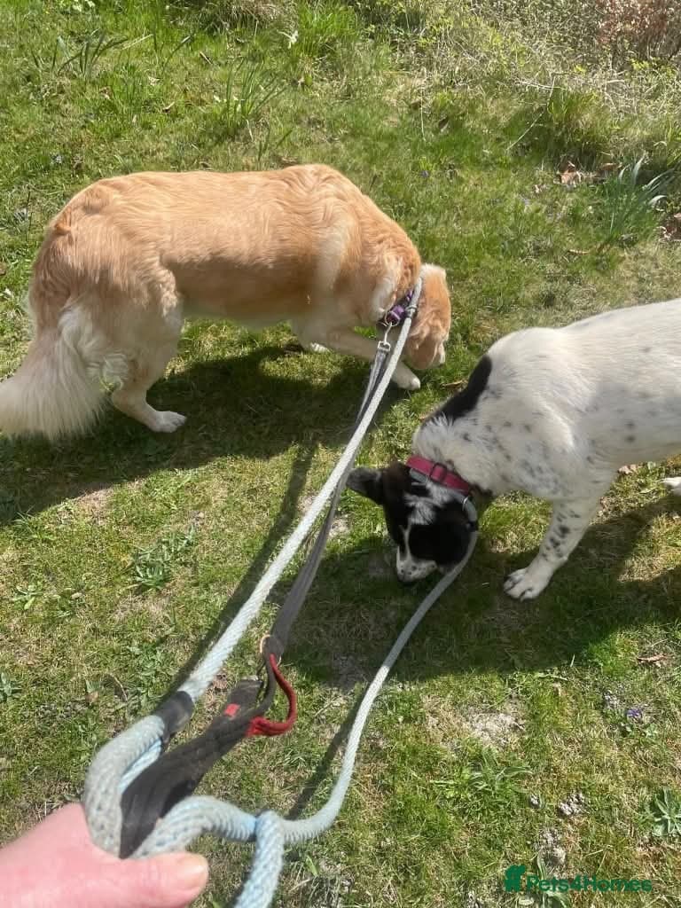 Meet Honey, currently residing in Guilford — Mixed Breed