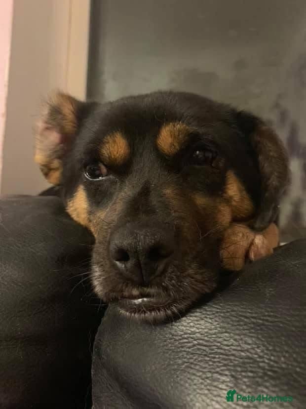 Paddy - Norwich Norfolk photo 4