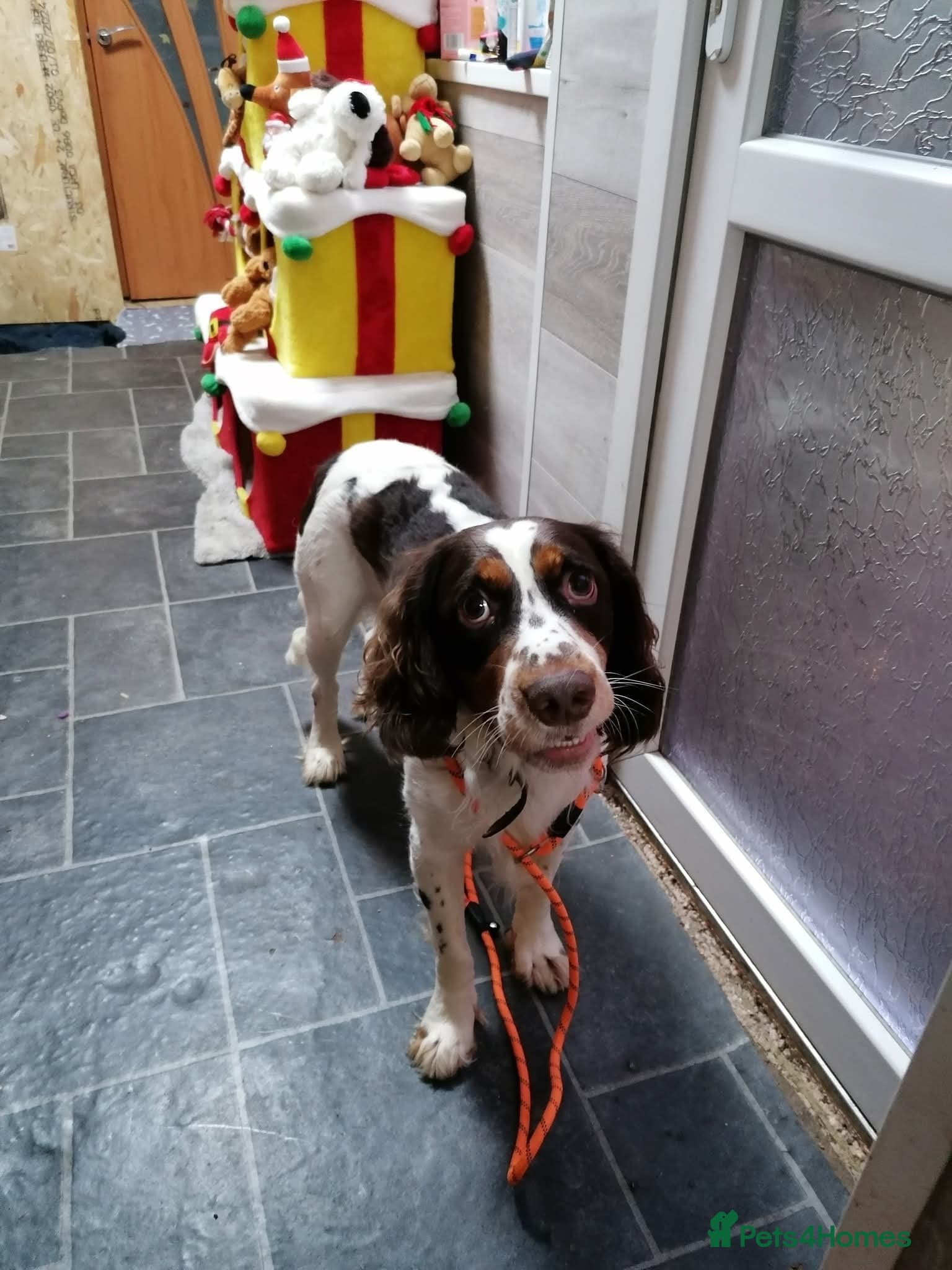 Tommy💙all heart, all energy, photo 12