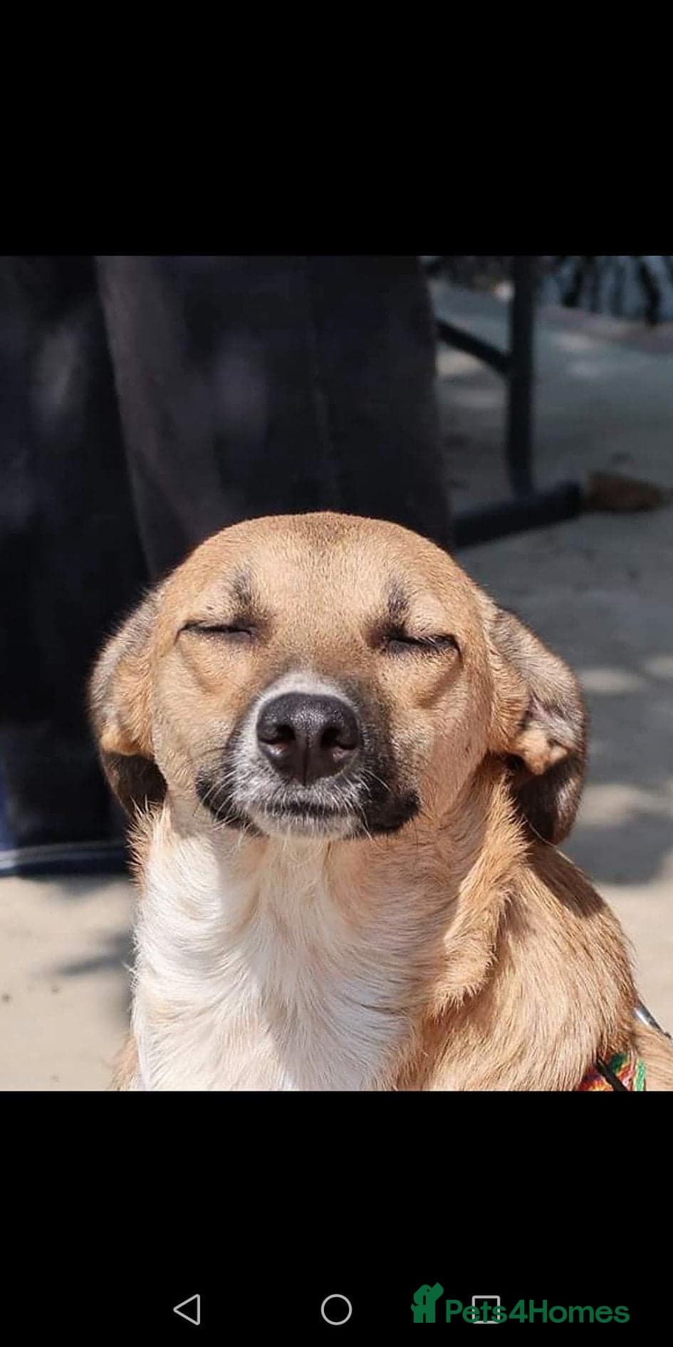 Tessa and Tosca -looking photo 3