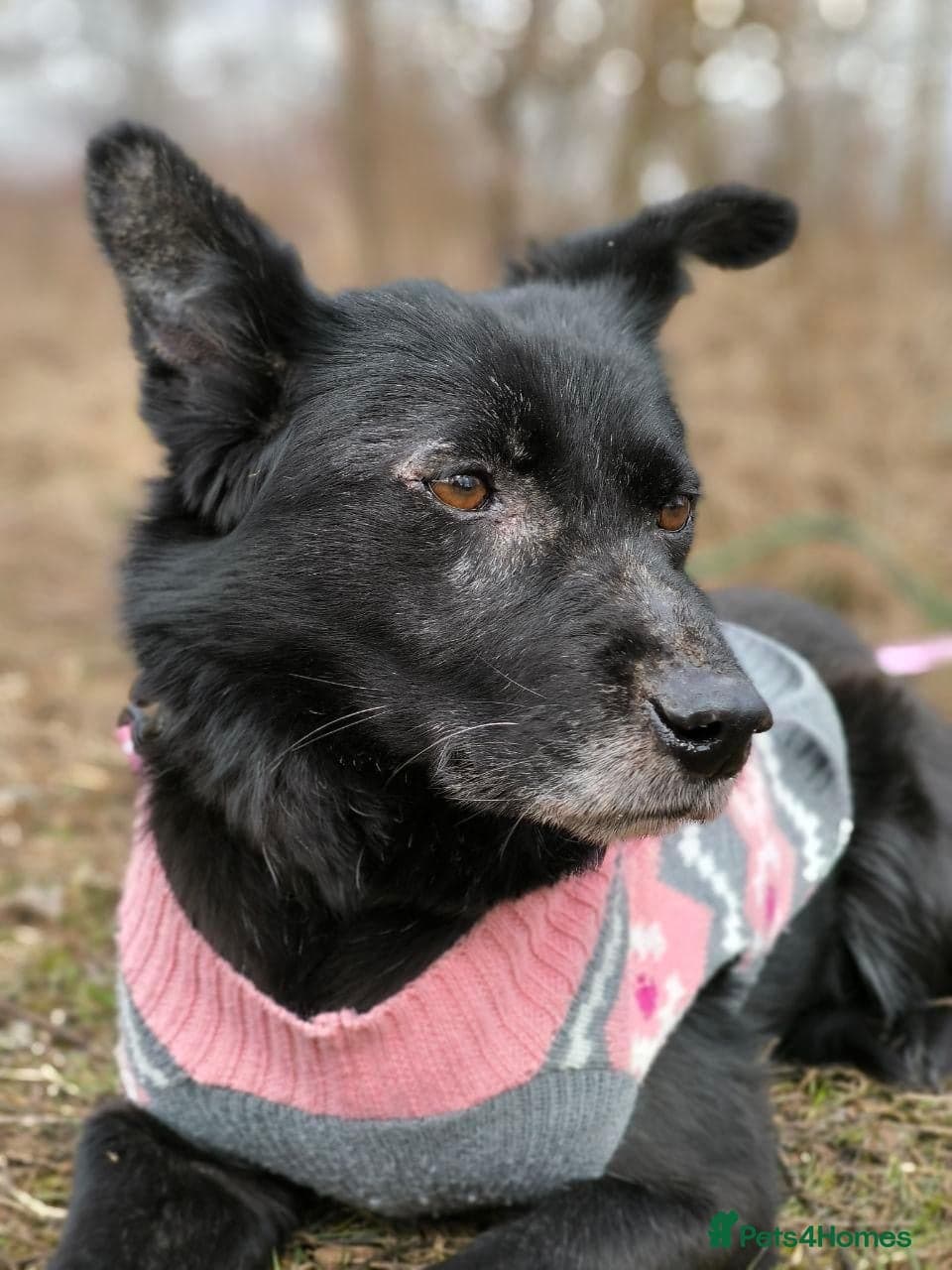 οΈπΆ tofa photo 33