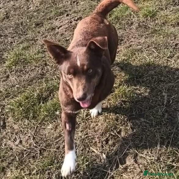 India - Norwich Norfolk photo 4