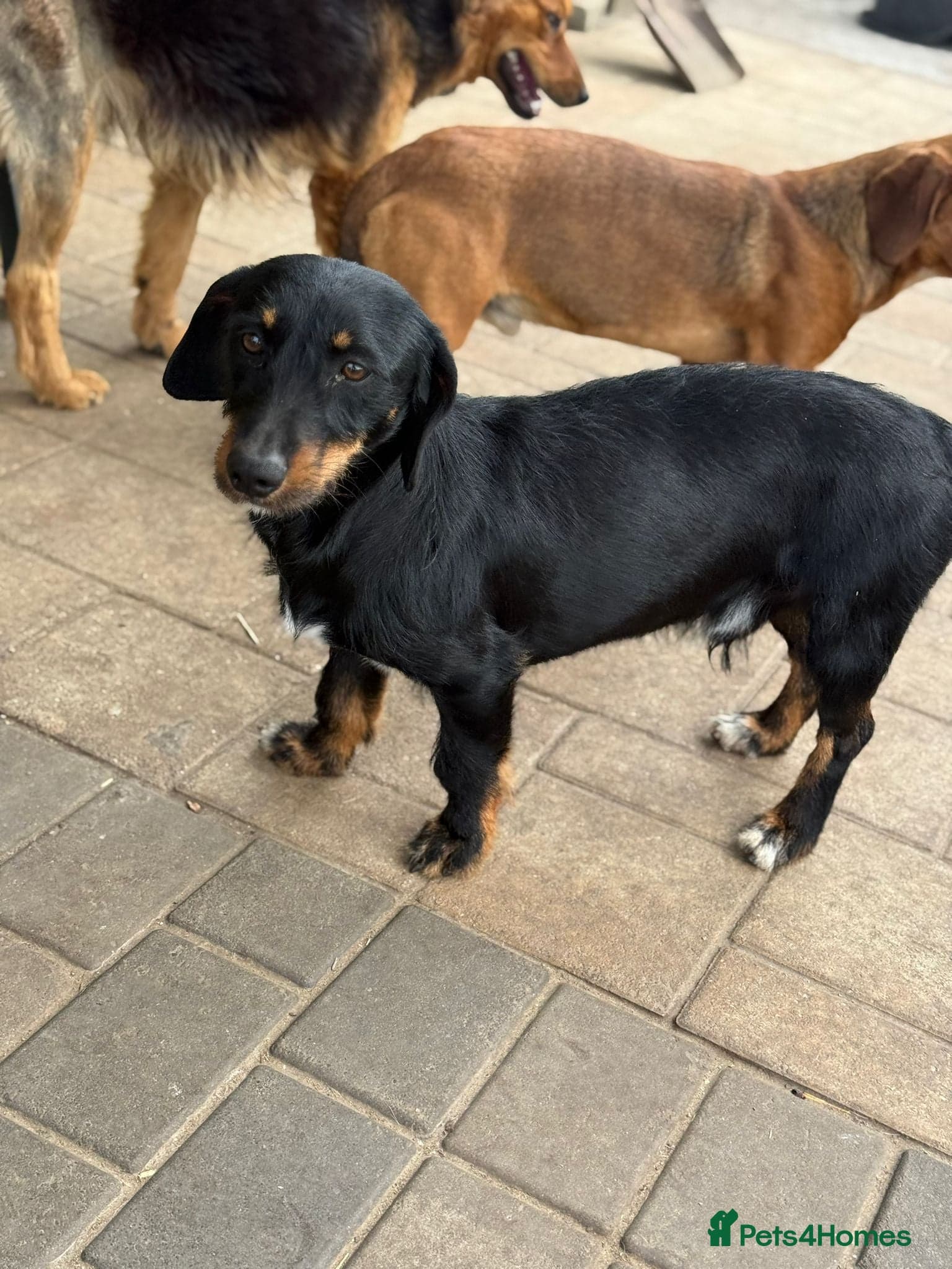 Lovely Cooper ready for his home! photo 6