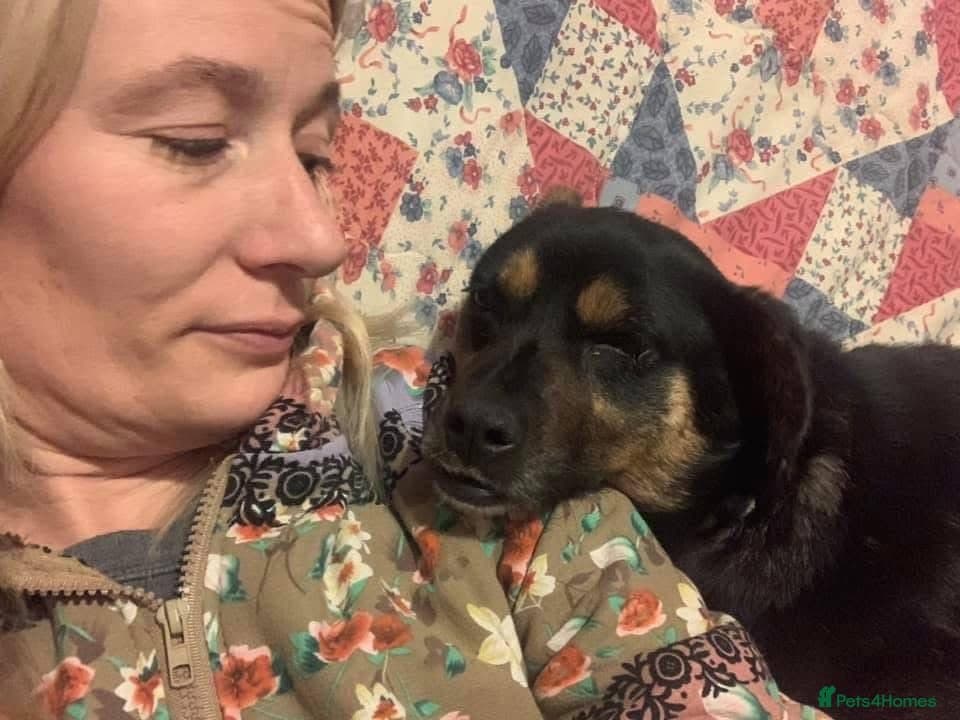 Paddy - Norwich Norfolk photo 5