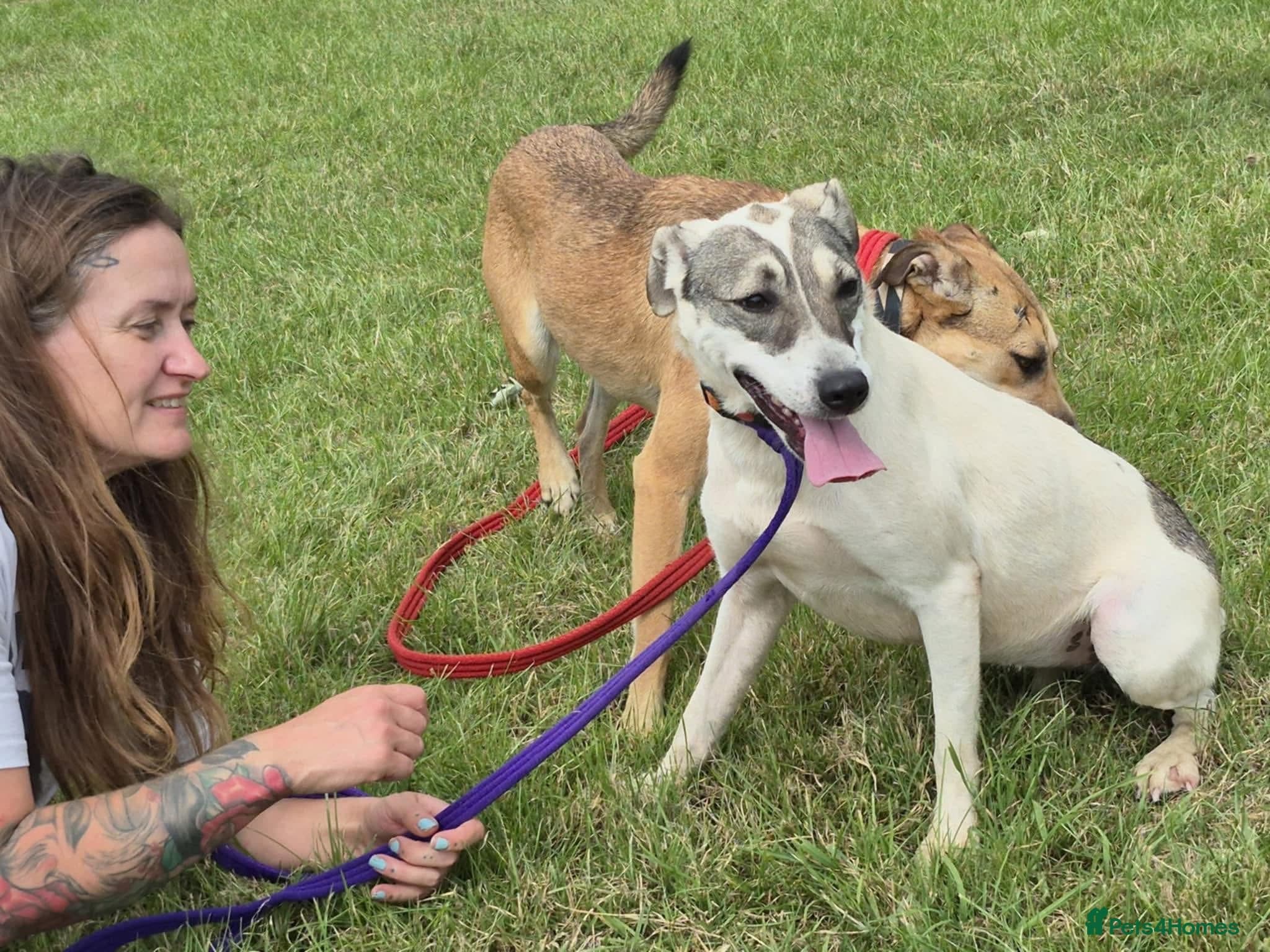 Lotty (2) Norwich Norfolk photo 15