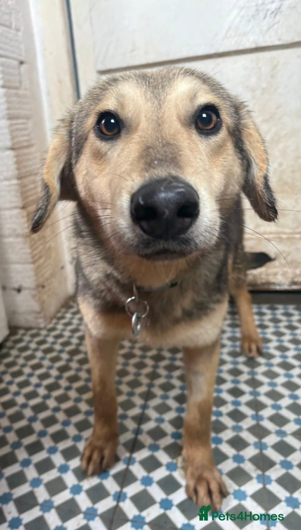 Rollo - Norwich Norfolk photo 6