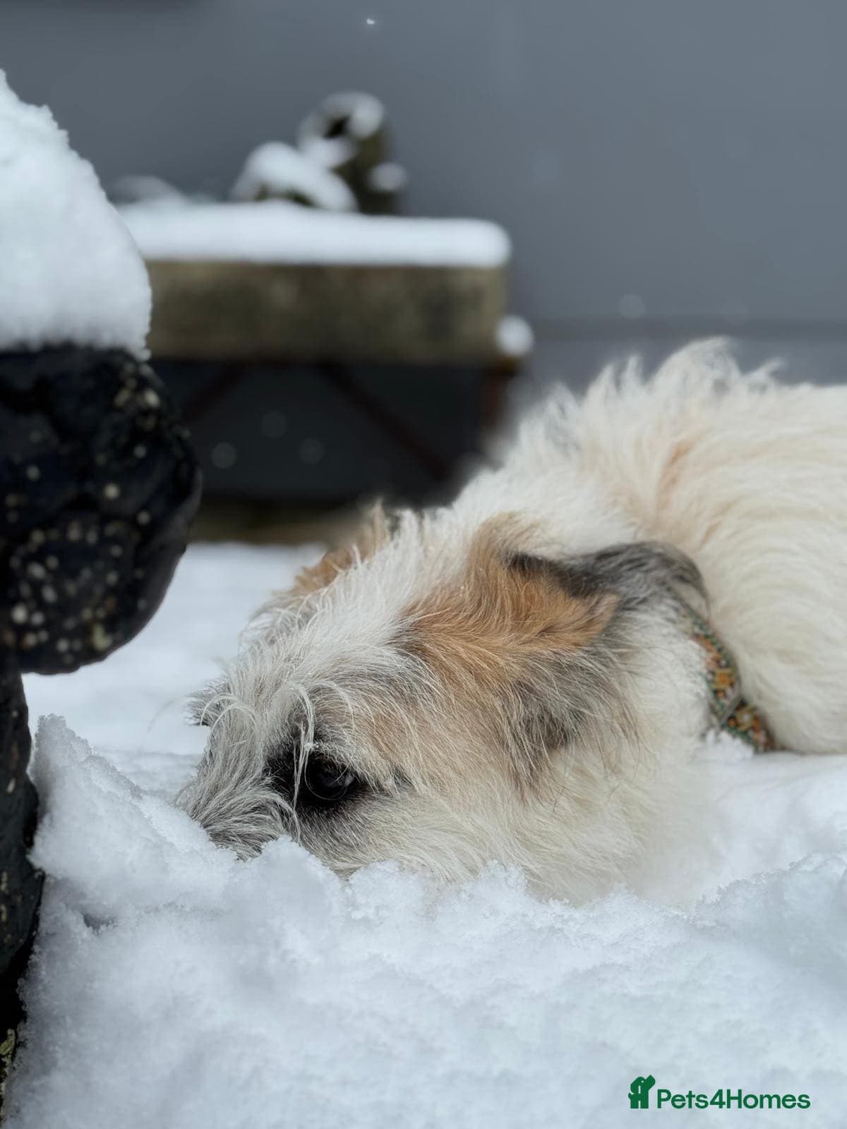 KALLIE- 18 months, loves dogs/playful/active/rural photo 18