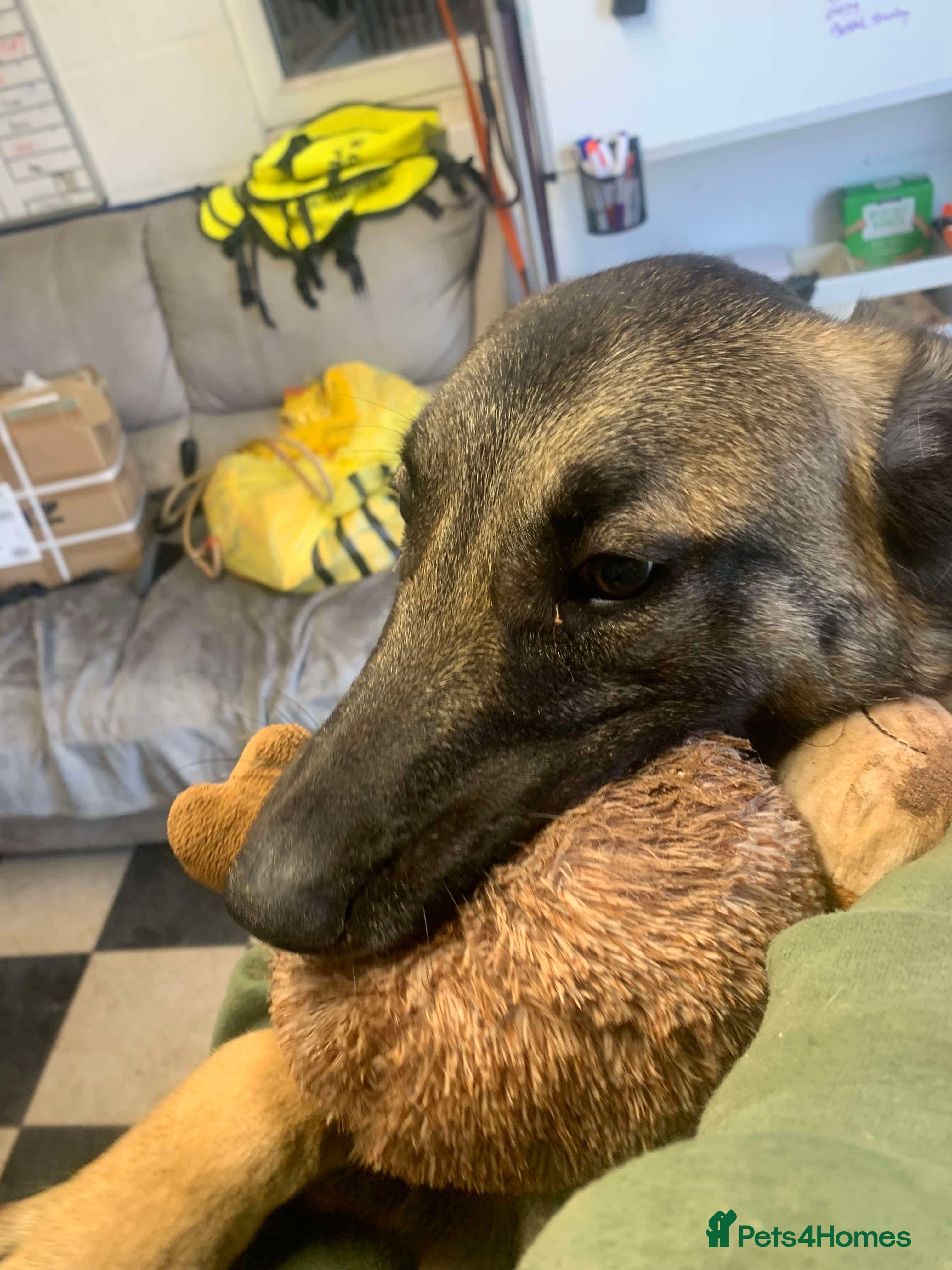 Meet Vera, currently residing in Cheshire — Mixed Breed