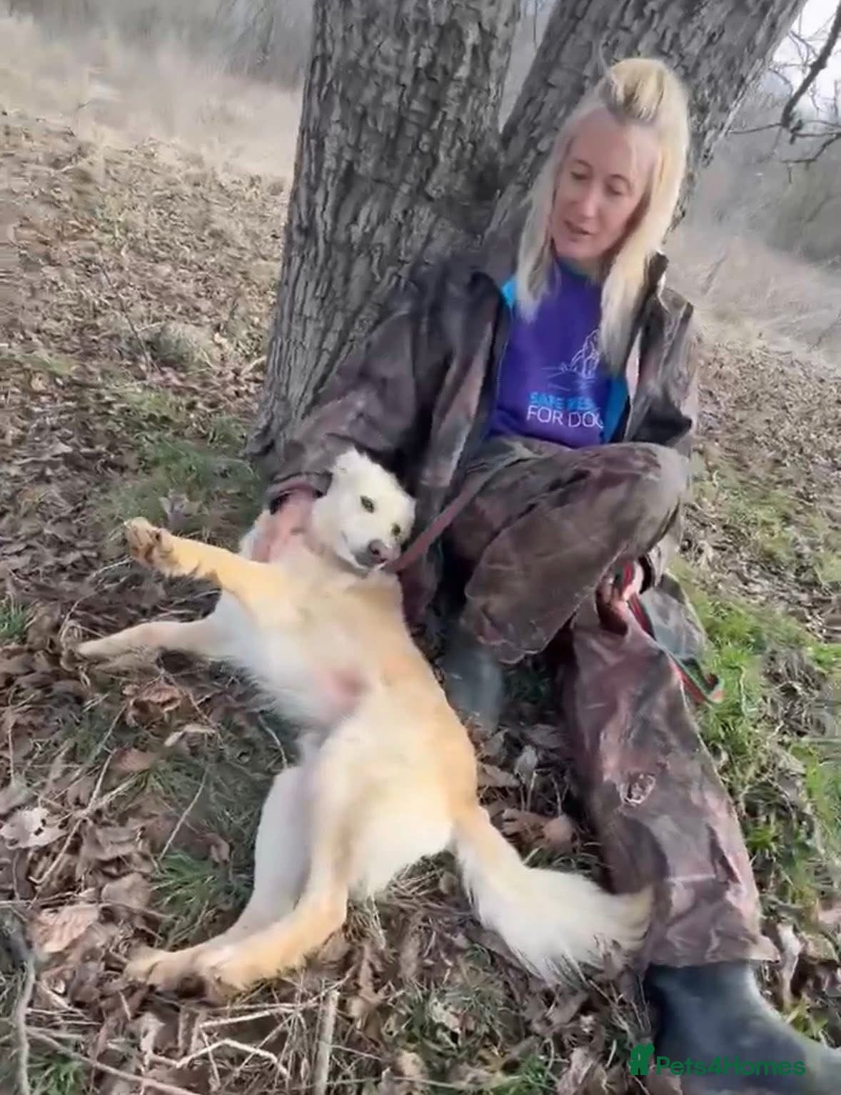 Gerrard - Norwich Norfolk β Mixed Breed