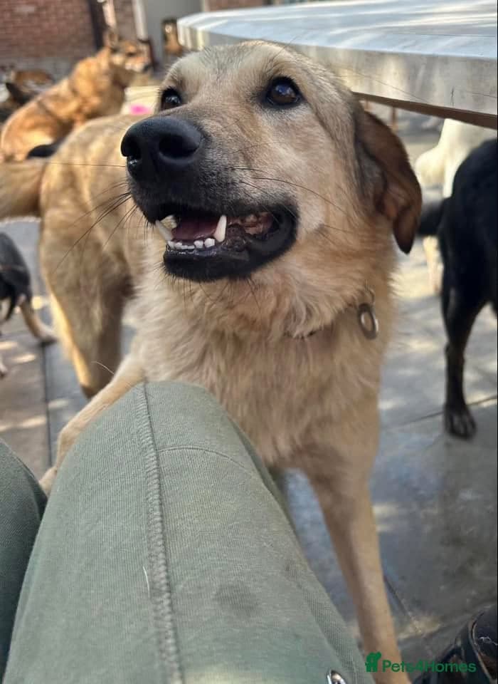 Pettern - Norwich Norfolk photo 27