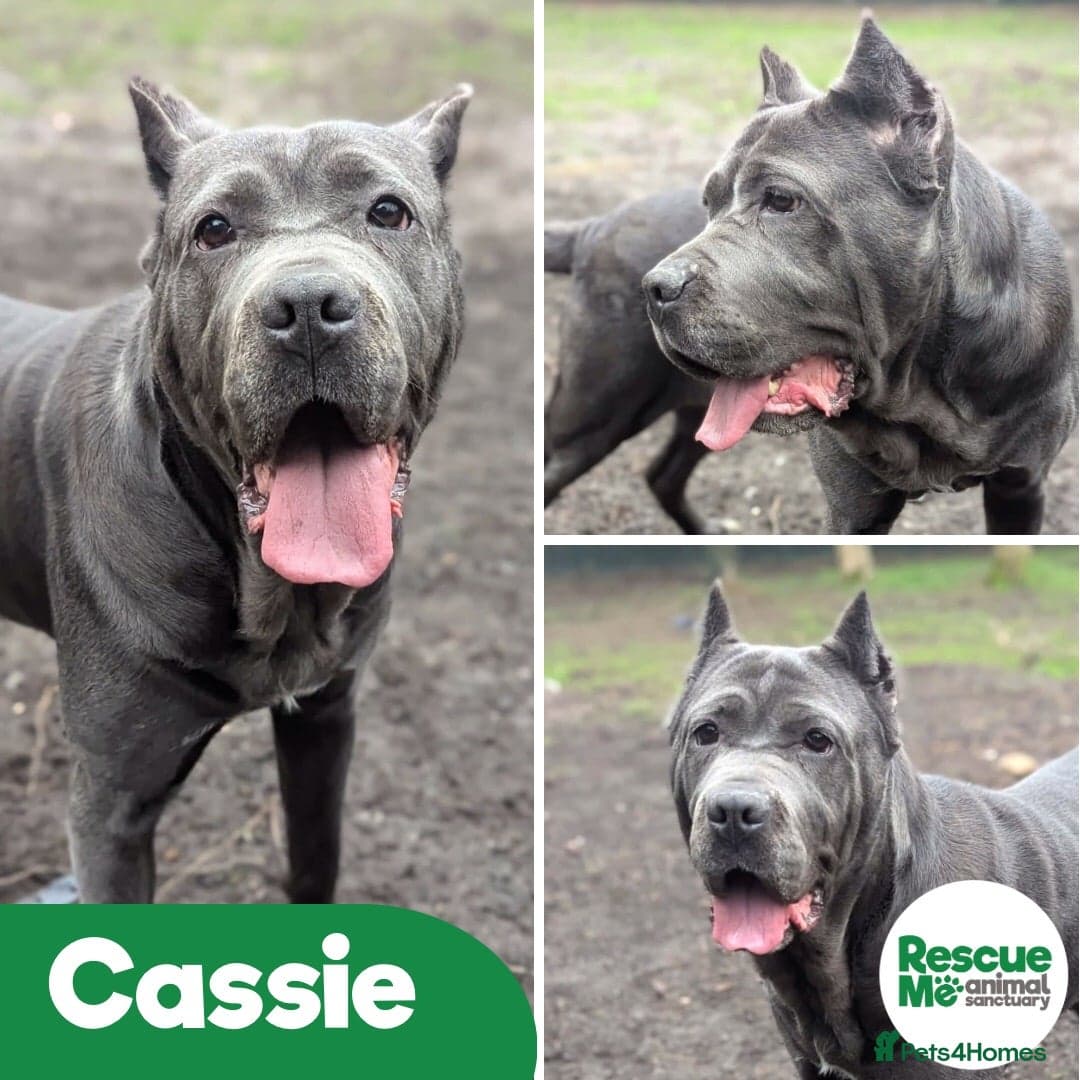 Cassie - sweet but loyal girl — Cane Corso