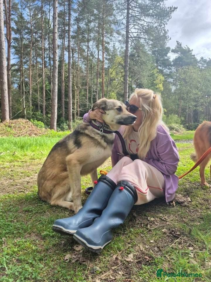 Molly - Norwich Norfolk photo 9