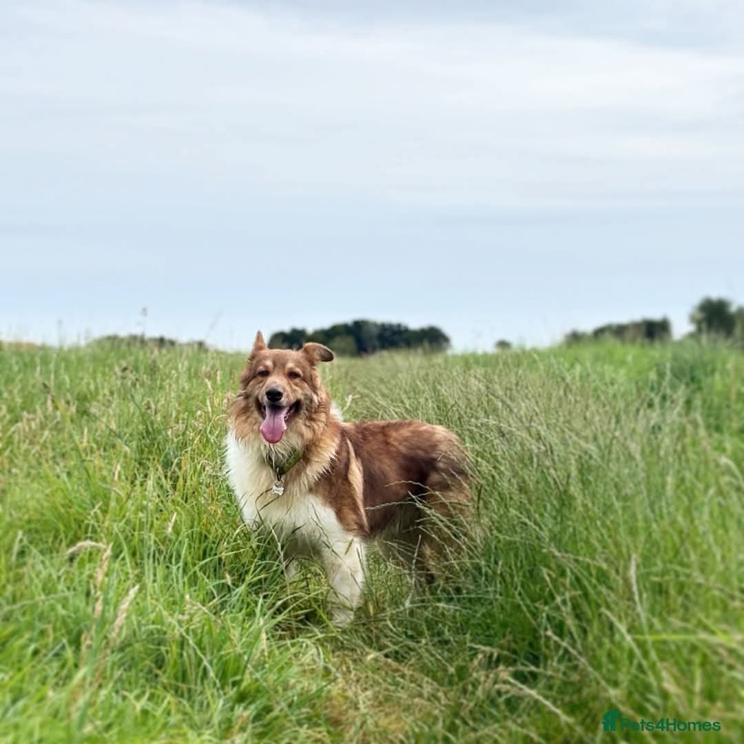 Meet Teddy, currently residing in Lincolnshire photo 11