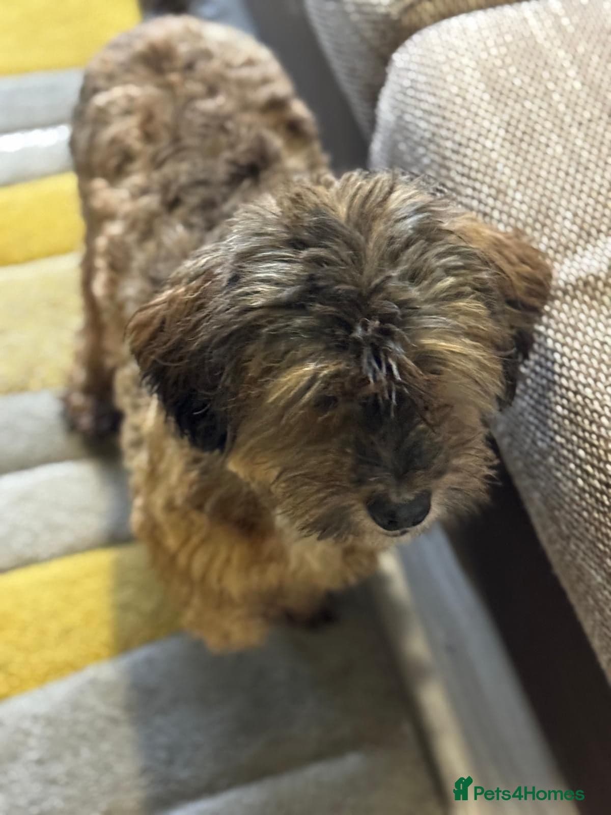 Lovely Leo — Mixed Breed