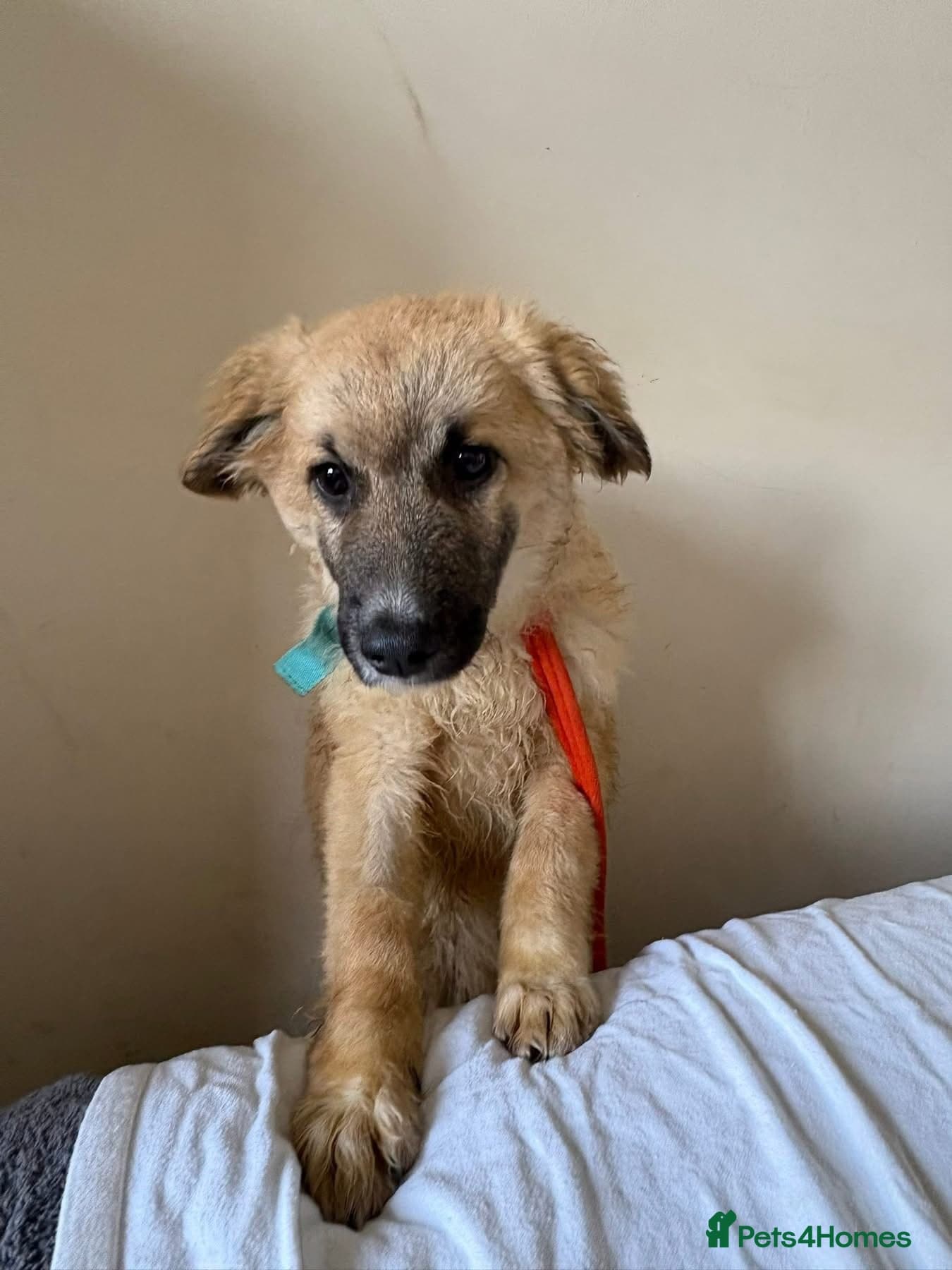 Finn - Norwich Norfolk photo 8