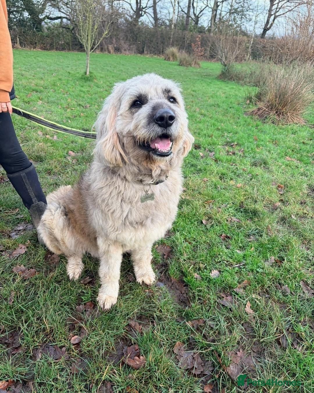 Oscar - our bear boyπ photo 9