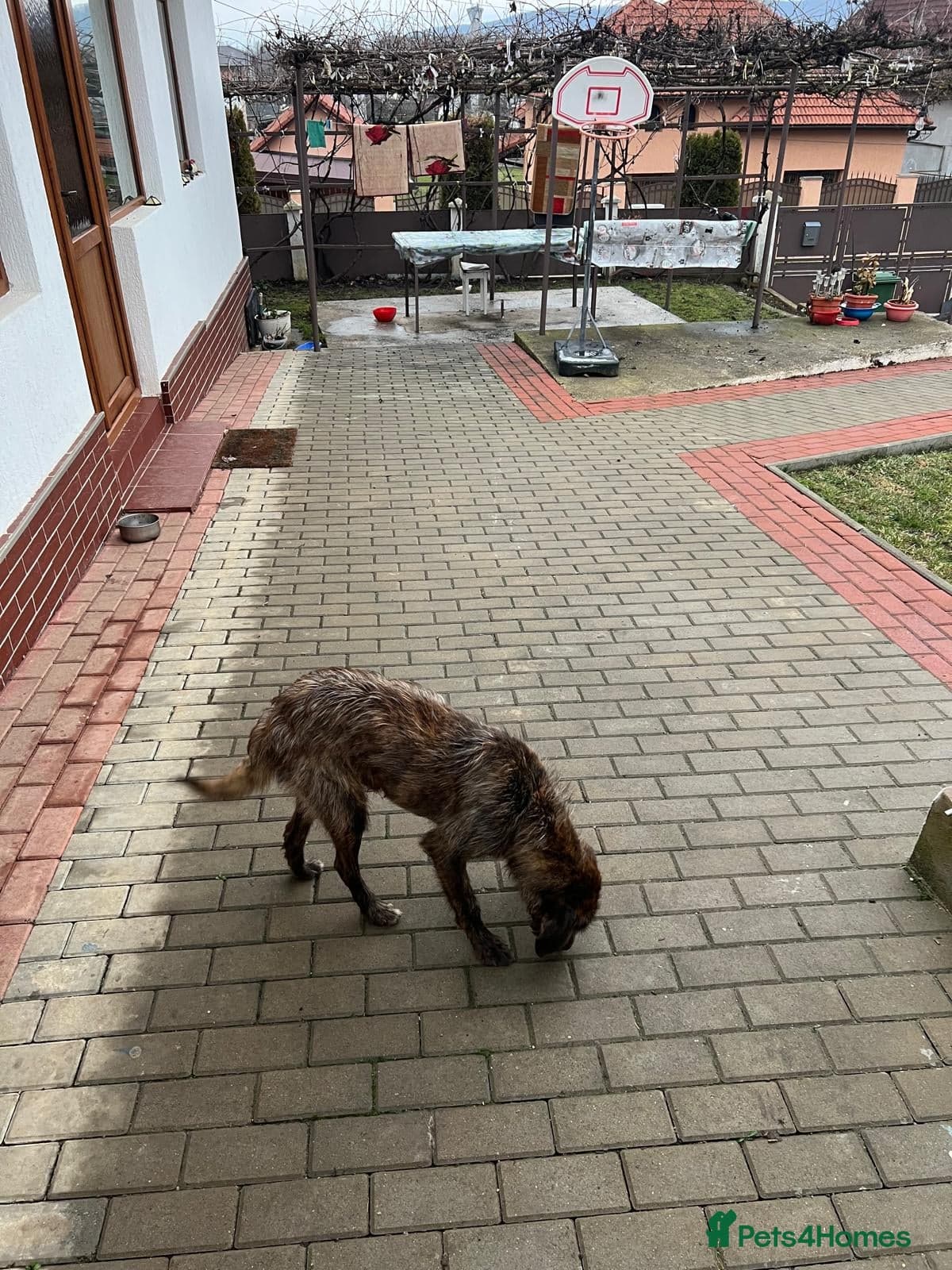 Meet Dutch ❤️🩹 photo 5