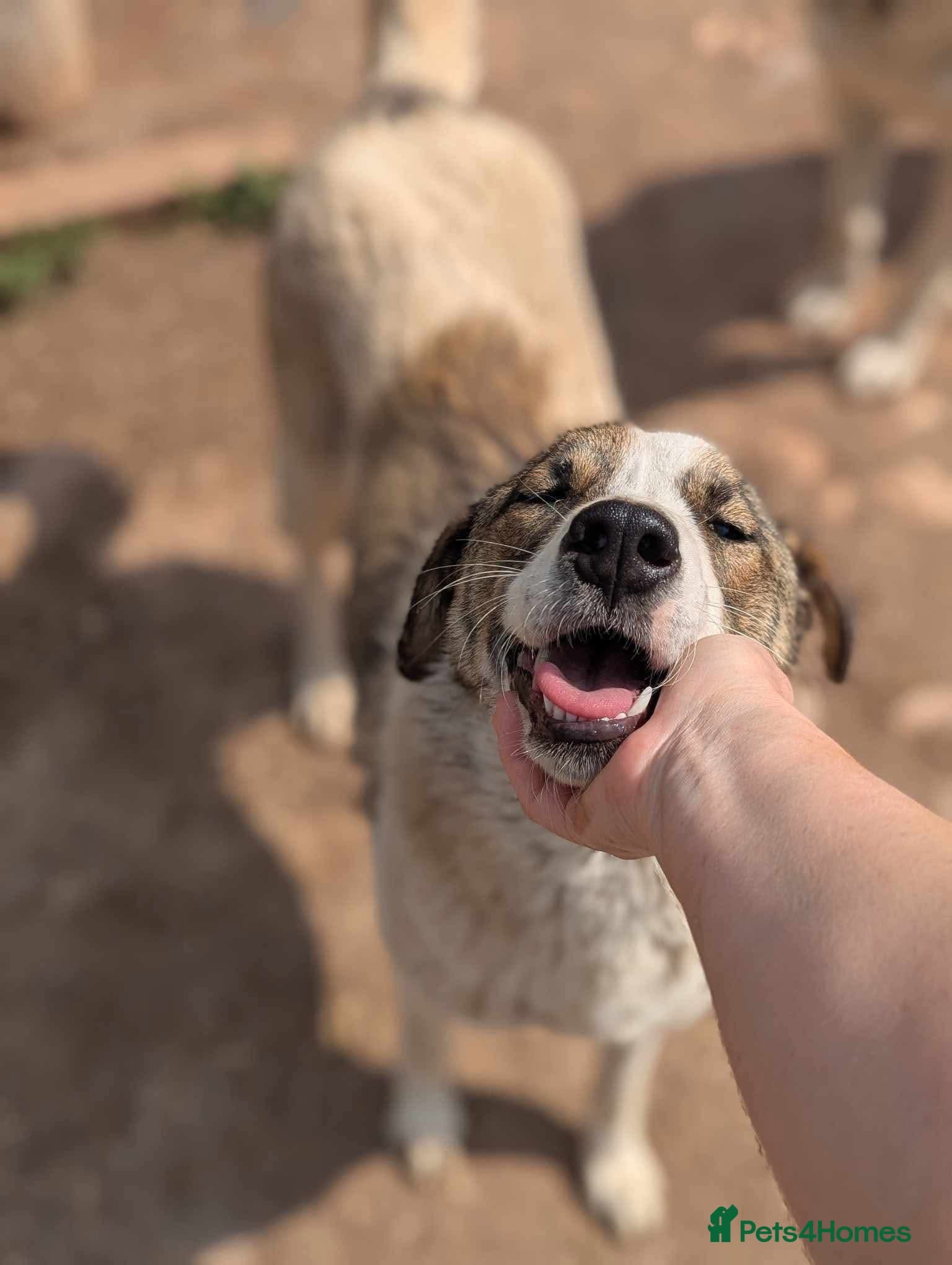 Could you be the family Mercy photo 6