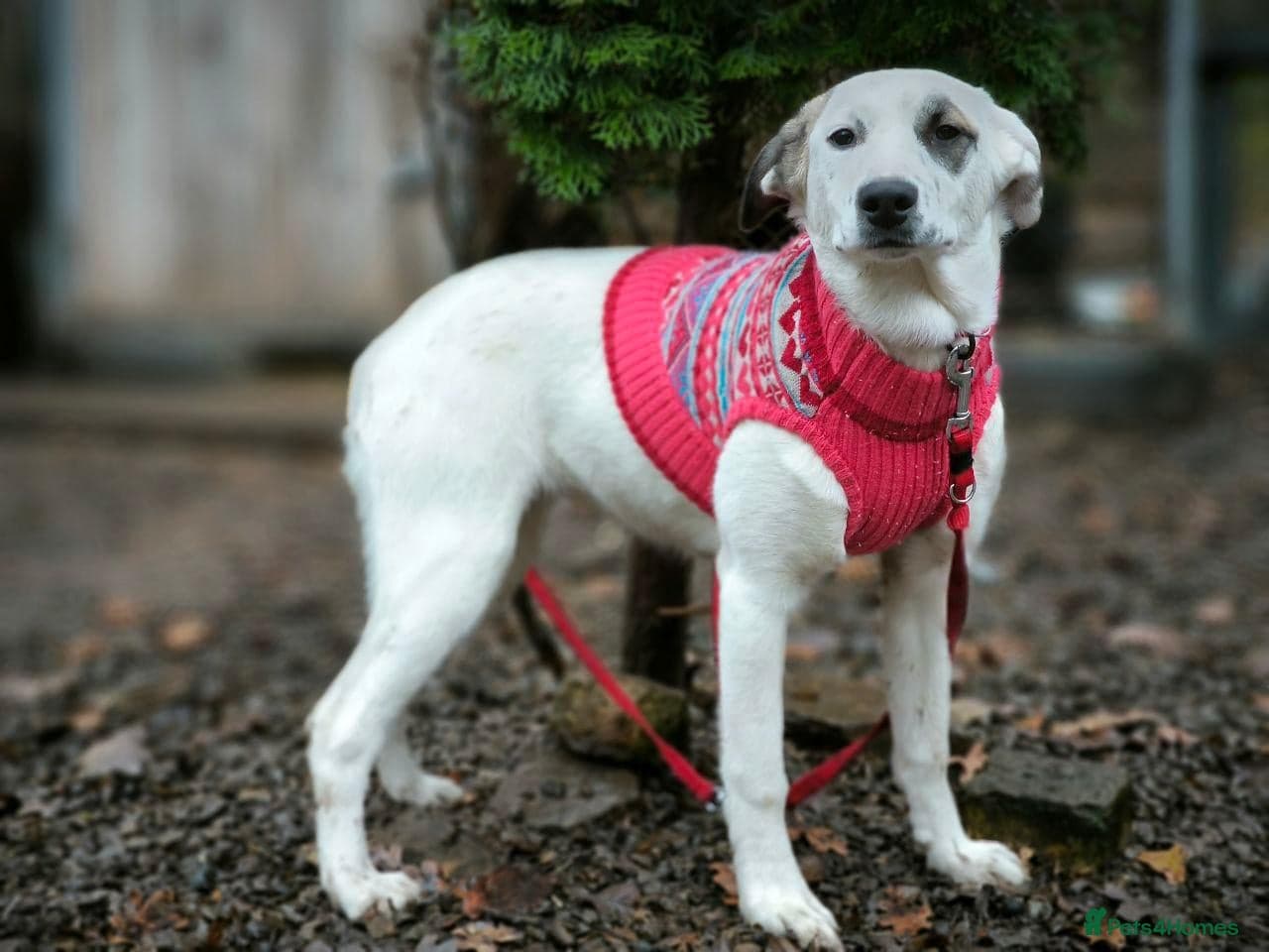 ️PLIAMKA❤️9-month-old loving and playful girl photo 27