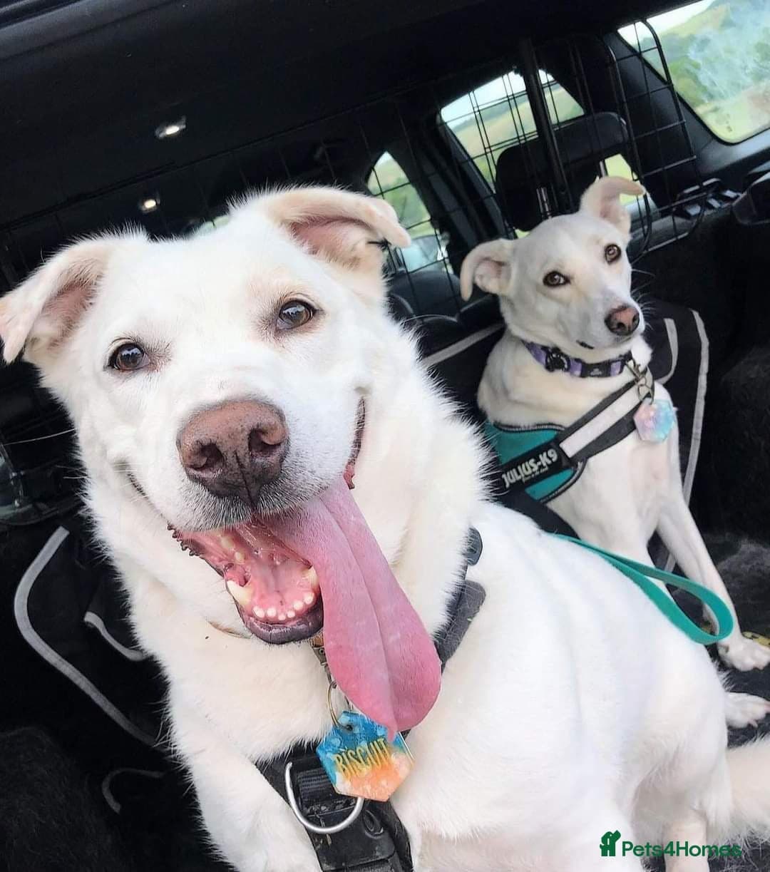 Meet Biscuit, currently residing in Hampshire photo 6