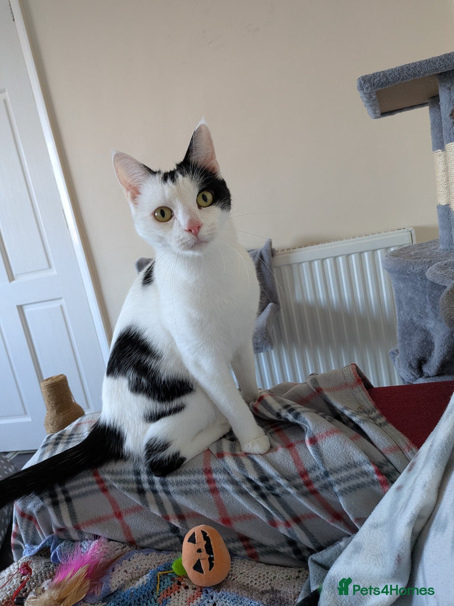 Rosie and Jim — Domestic Shorthair