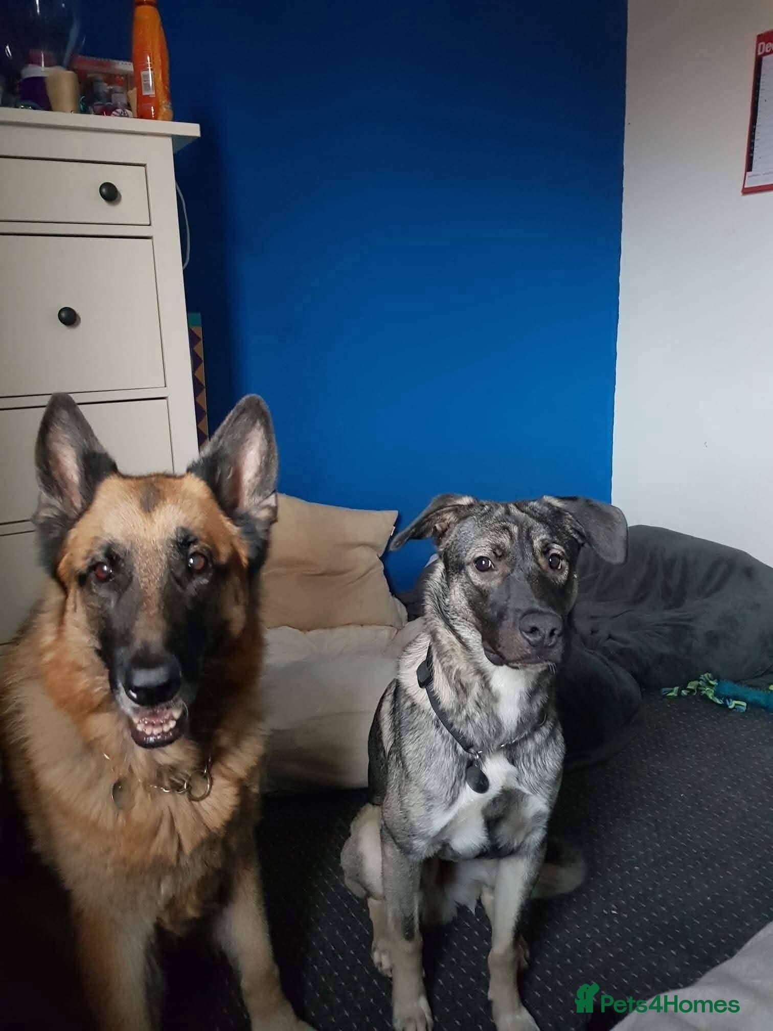 Meet Fagan, currently residing in Durham photo 8