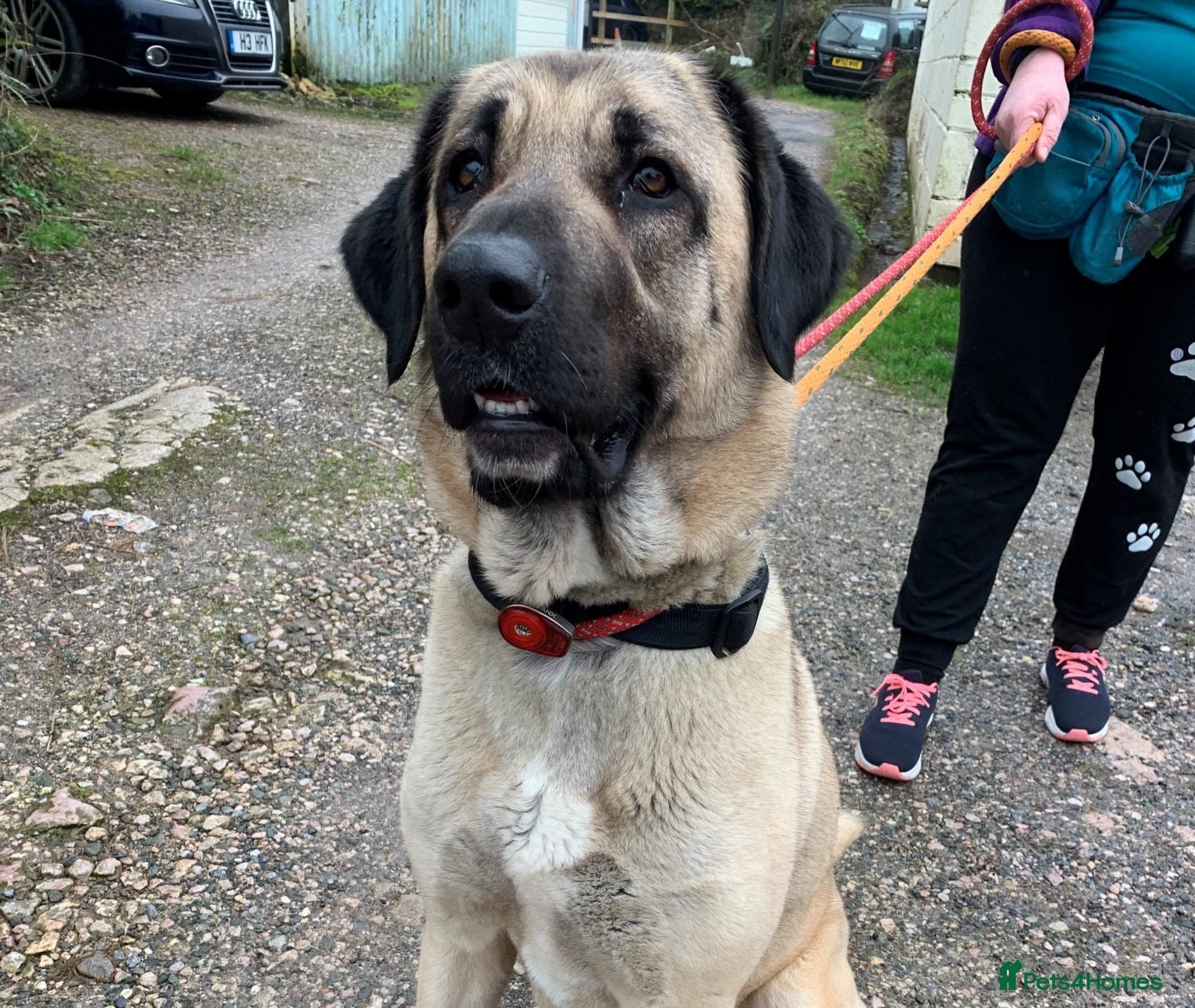 Nokia β Turkish Kangal