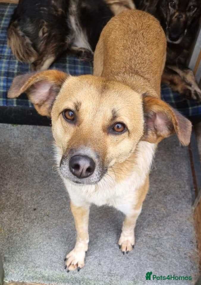 Tessa and Tosca -looking photo 18