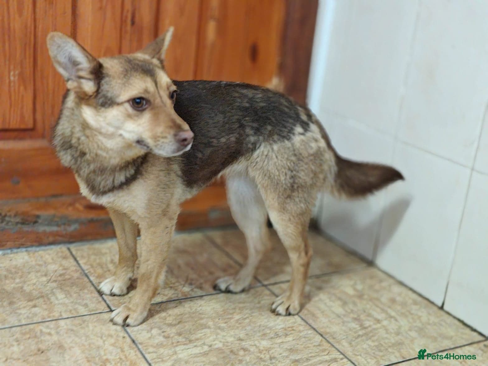 ๏ธ๐ถ rudya photo 16