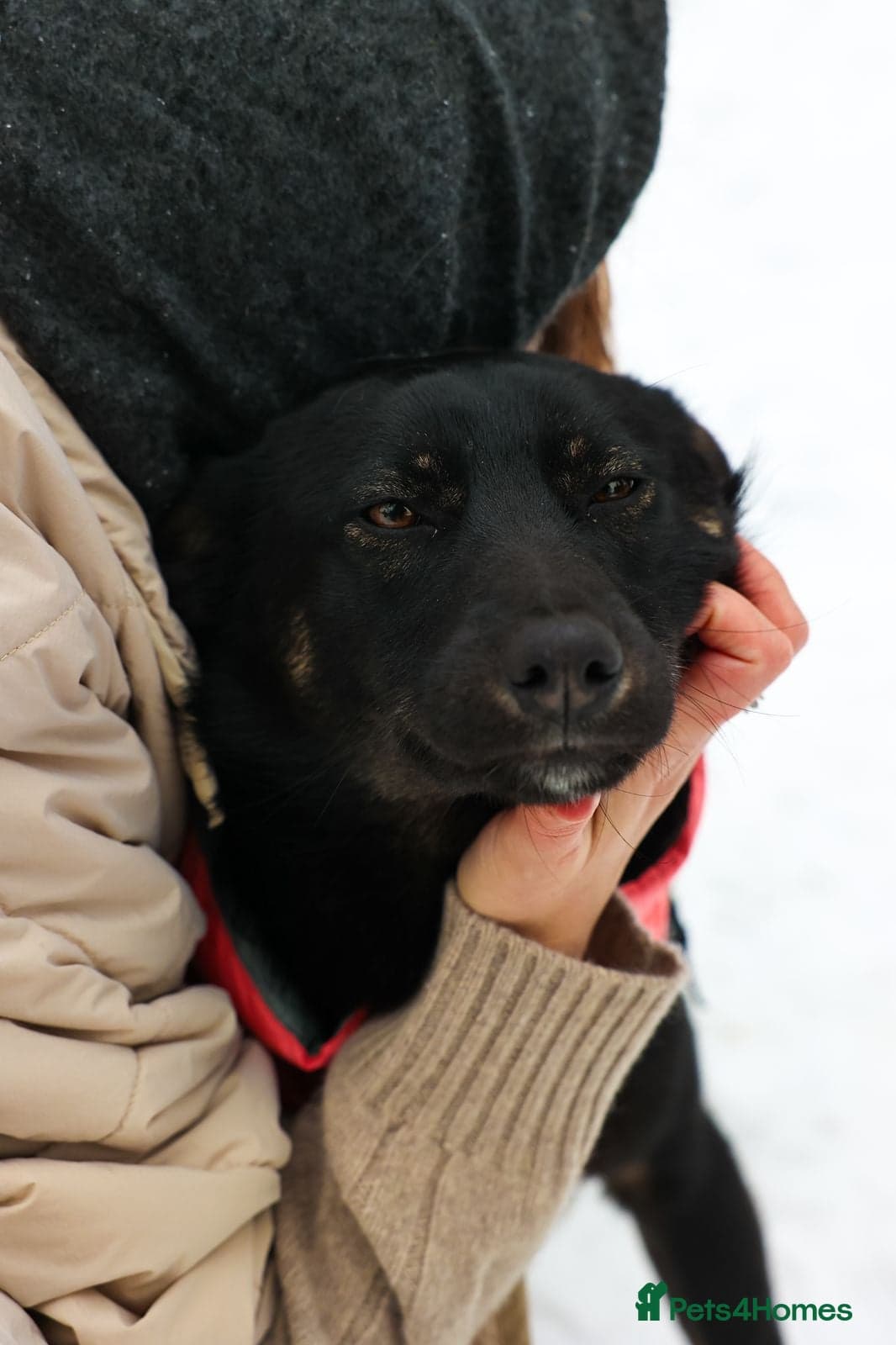 ️ADELE❤️11-month lower-medium soft natured girl photo 9