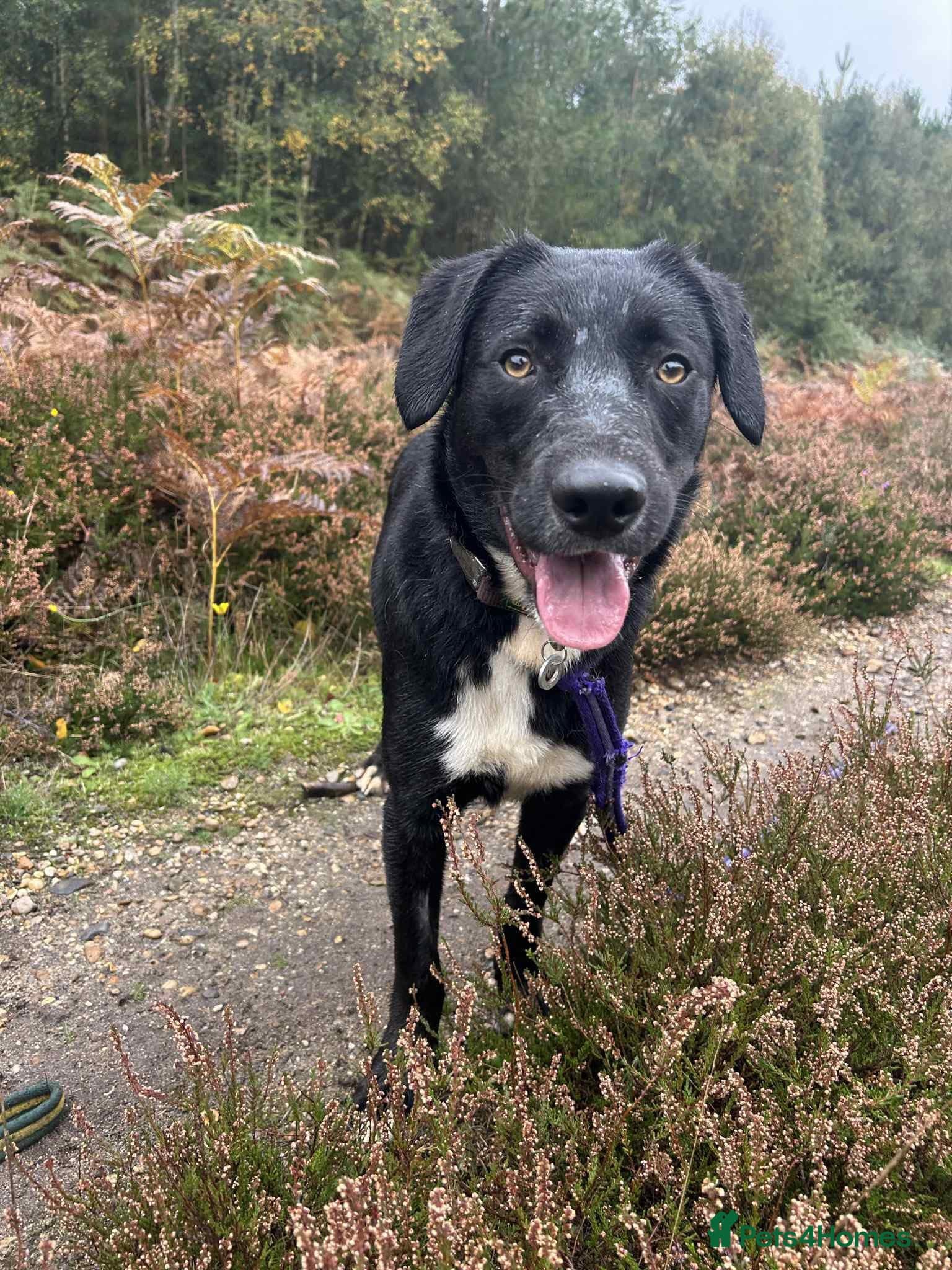 Barney - Norwich norfolk photo 3