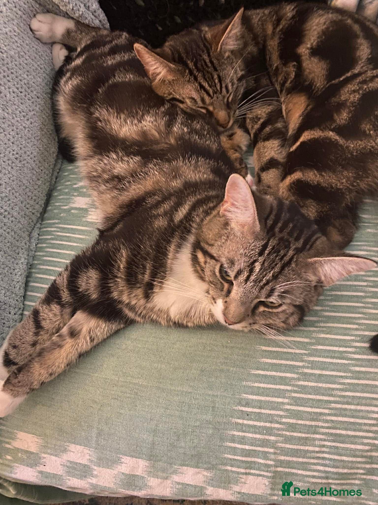 Adorable bonded pair photo 4