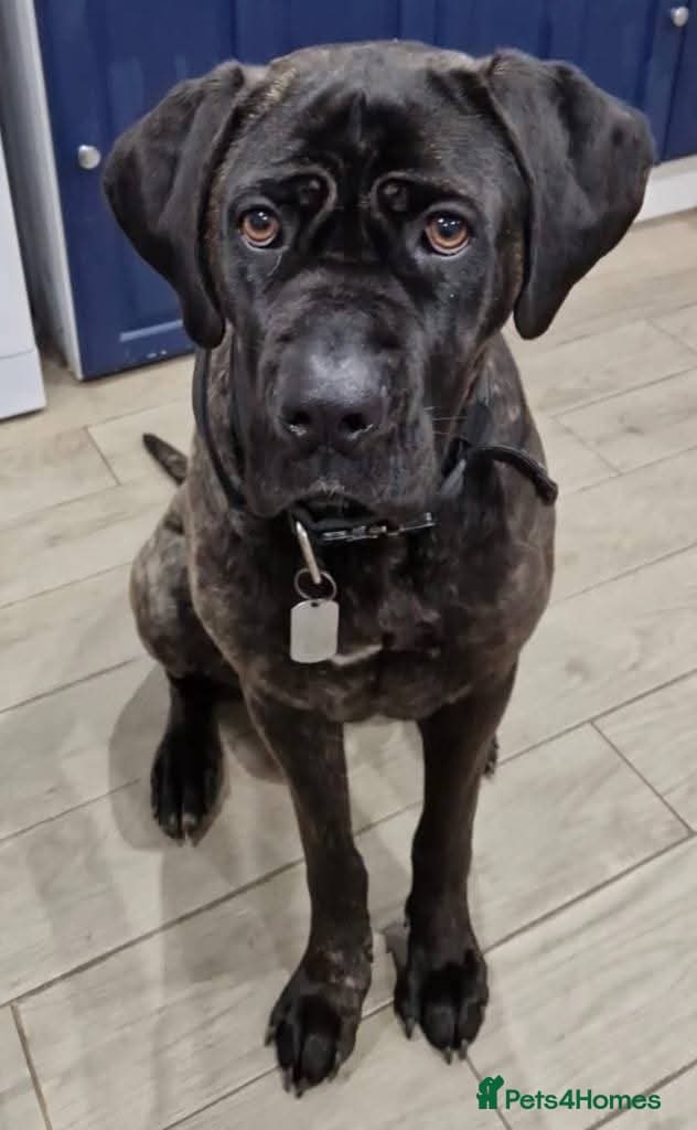 Meet Lila, currently residing in Norfolk photo 3