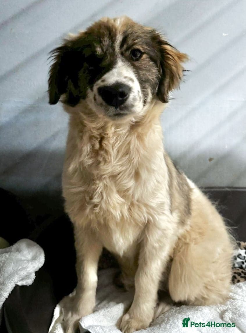 Meet Hannah and Honey !!! photo 2