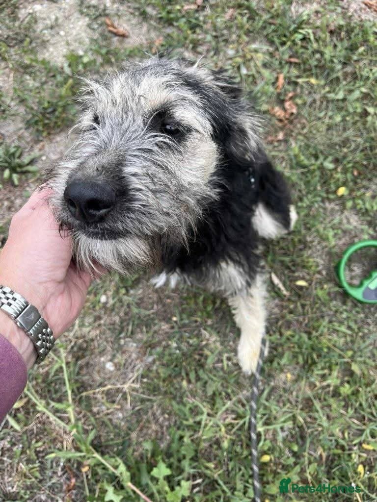 Meet Courgetti, currently residing in Norfolk photo 12