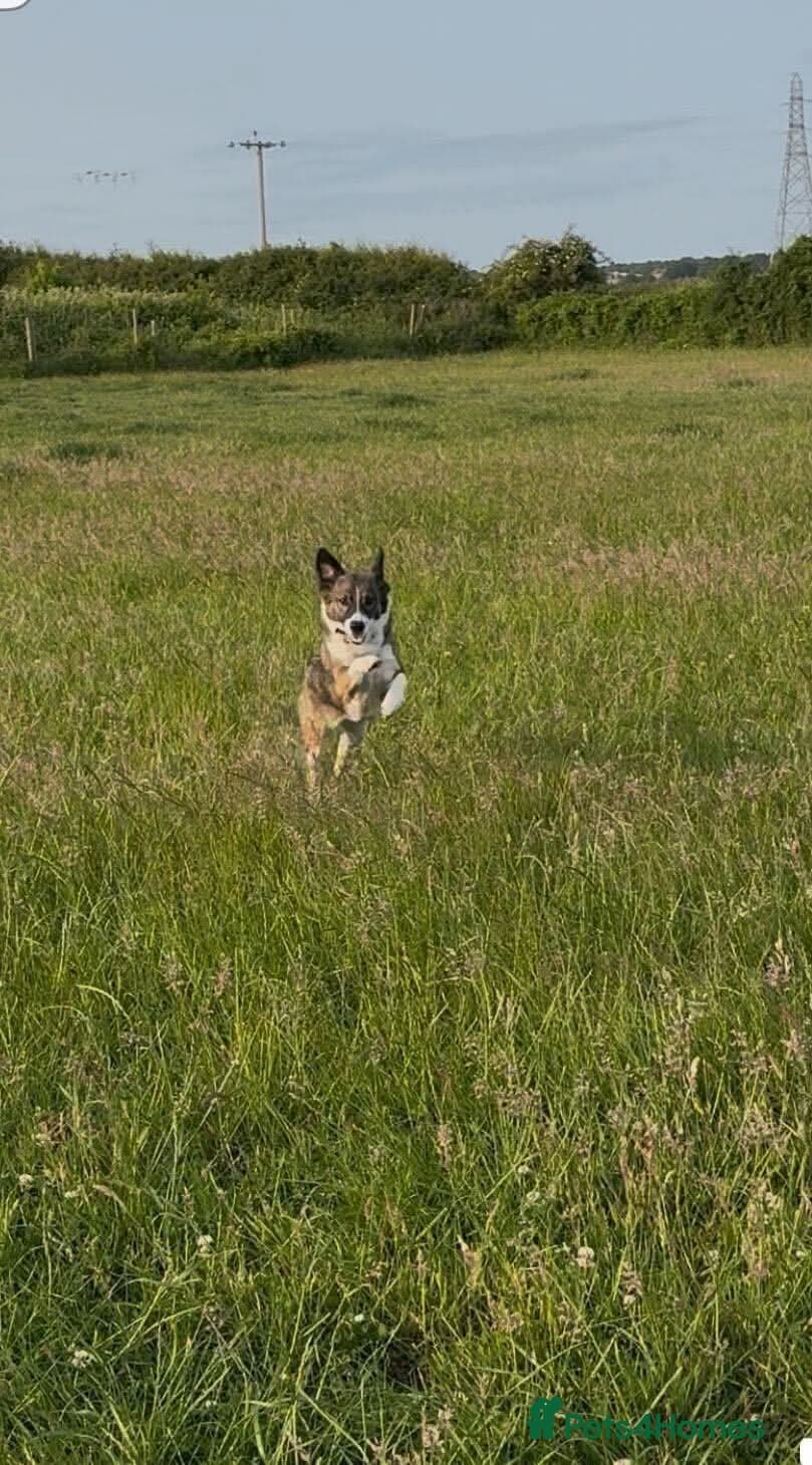 Meet Bella, currently residing in Merseyside photo 5