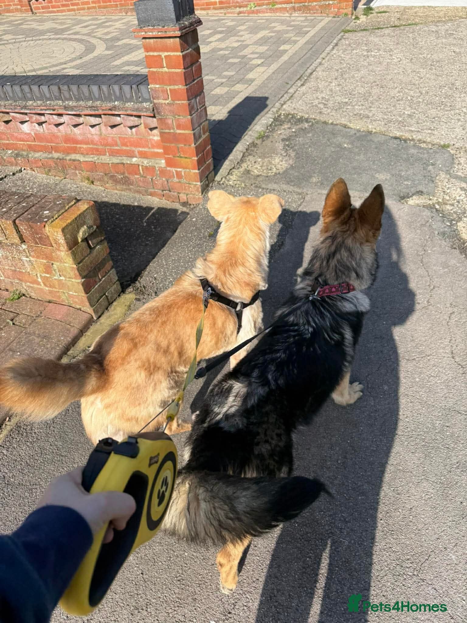 Gorgeous George photo 3