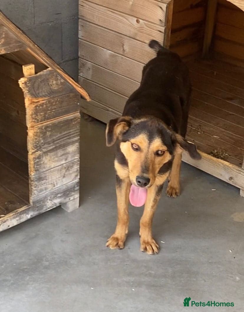 Murphy, 1-2 yrs old. photo 3