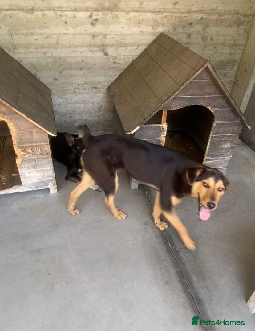 Murphy, 1-2 yrs old. photo 2