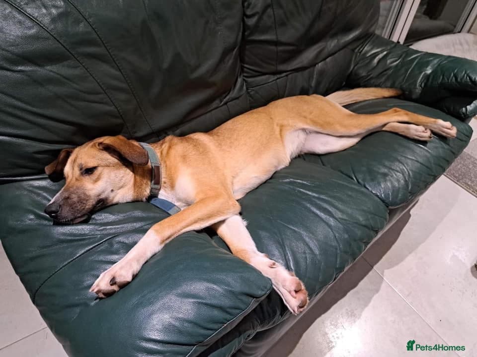 Sara - Norwich Norfolk photo 29